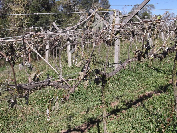 Geada traz prejuízos econômicos a Água Doce (Foto: Newton Luiz Bedin)