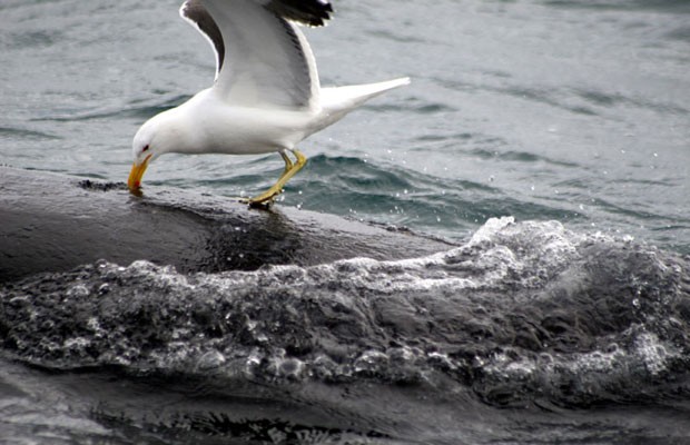 Ataques de gaivotas foram os prováveis responsáveis por morte de cerca de 60 baleias na Patagônia (Foto: Marcelo Bertellotti)