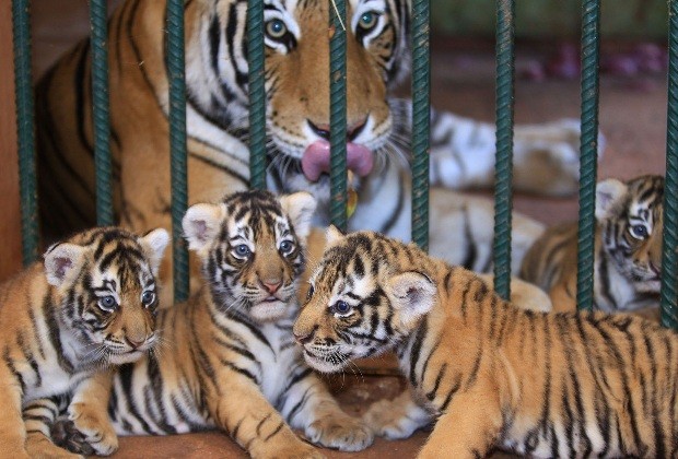 Tigres de bengala nascidos há 45 dias já estão expostos no Zoológico de Goiânia (Foto: Ricardo Rafael/ O Popular)