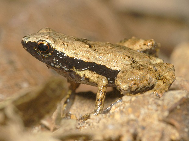 Rã da espécie 'Sooglossus gardneri' (Foto: HO/CNRS/AFP)