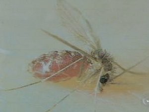 Mosquito é transmissor da leishmaniose (Foto: Reprodução TV Tem)
