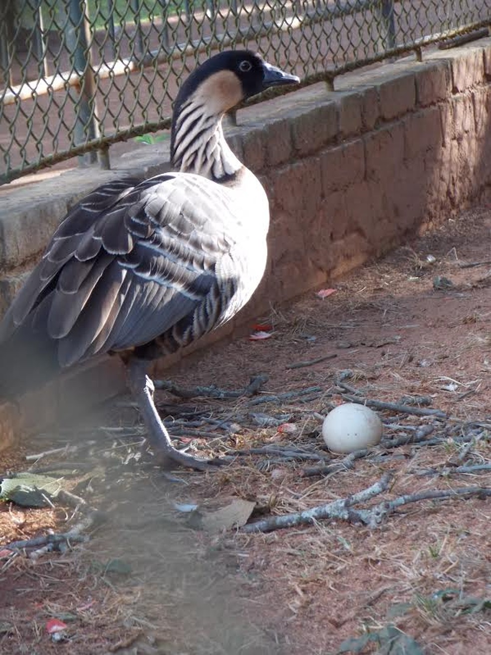 Ganso com ovo para chocar (Foto: Fundação Jardim Zoológico de Brasília/Divulgação)