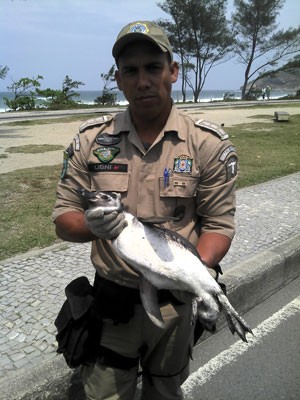 Pinguim foi achado na Praia do Recreio, na Zona Oeste do Rio, nesta segunda-feira (30) (Foto: Divulgação/ Guarda Municipal)