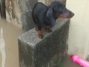 Cachorro é colocado em cima do muro para não ser levado pela água (Foto: RADAR64.COM / Divulgação)