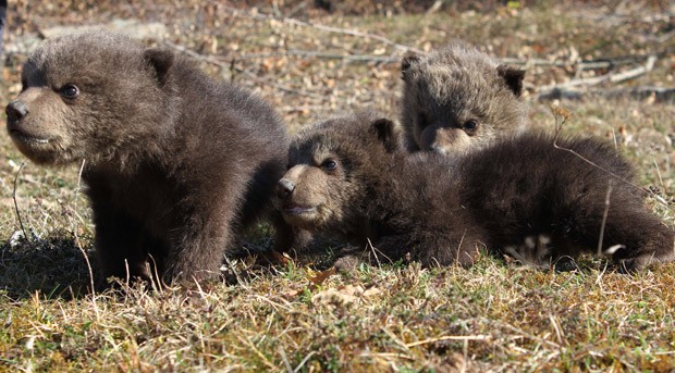 Foto tirada em 10 de março mostra filhotes de urso-pardo Ema, Ron e Oska, de um mês de idade, no Santuário para Ursos em Kosovo (Fot AP Photo/Four Paws)