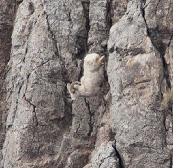 Carneiro selvagem faz sucesso ao descer paredão íngreme nos EUA (Foto: Reprodução/ Instagram/Usinterior)