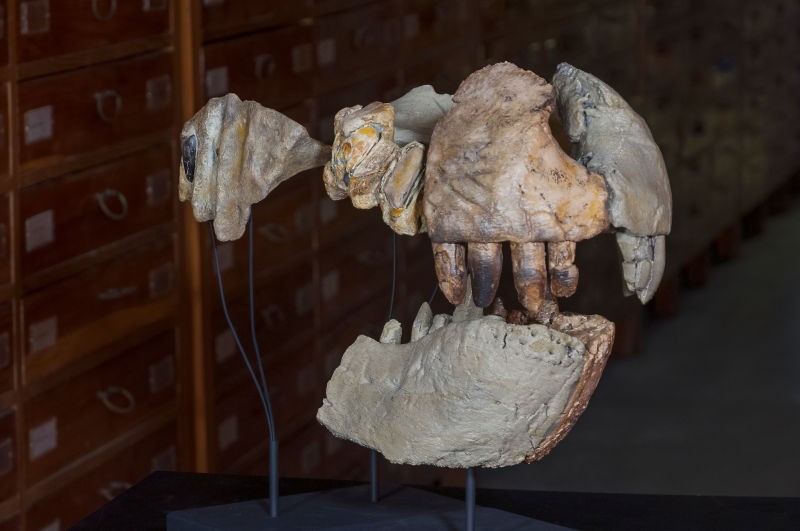 Reconstrução dos dentes de Razana feitas com fósseis  (Foto: Giovanni Bindellini )