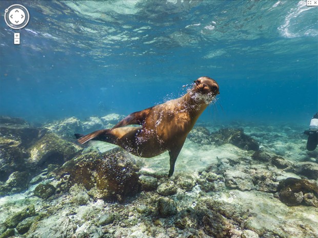 Google registrou imagens submarinas de Galápagos para o Street View (Foto: Divulgação/Google)