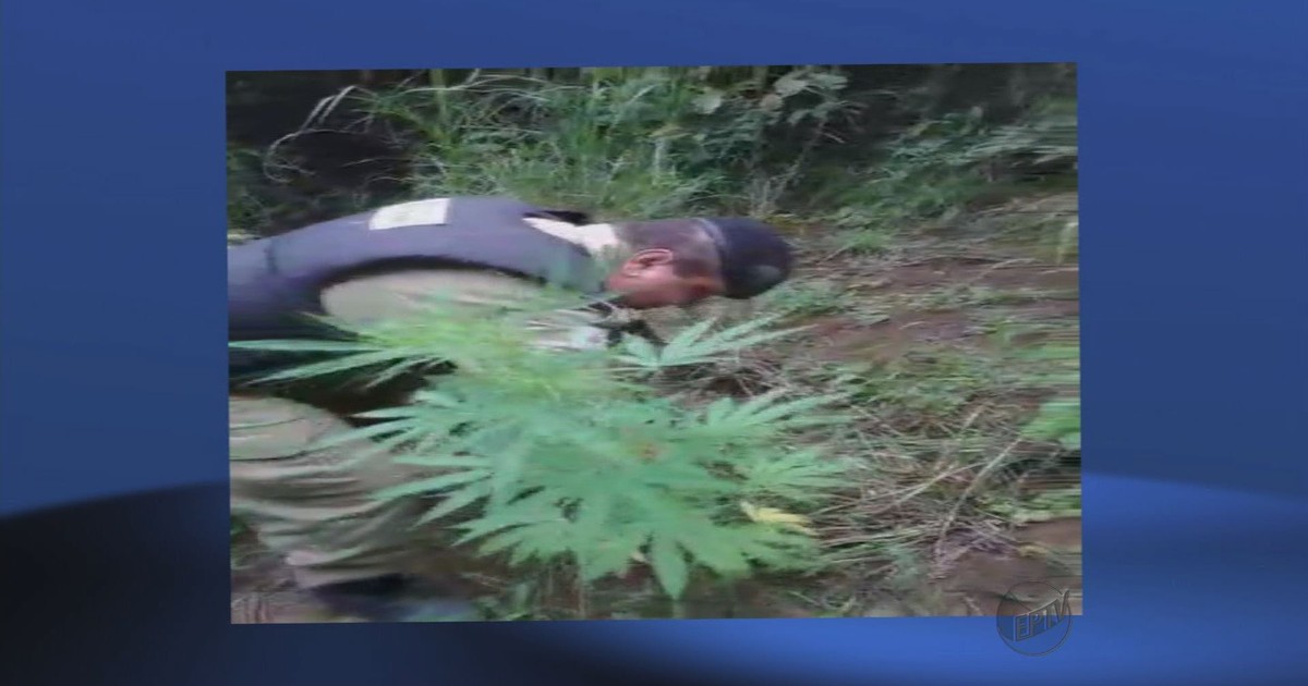G1 - Polícia apreende 8 pés de maconha em Conceição do Rio Verde, MG