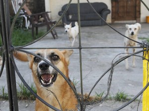 Cachorros também são tema constante de discussão entre vizinhos, diz polícia (Foto: Shirley Penaforte/Amazônia Jornal) Cachorros também são tema constante de discussão entre vizinhos, diz polícia (Foto: Shirley Penaforte/Amazônia Jornal)