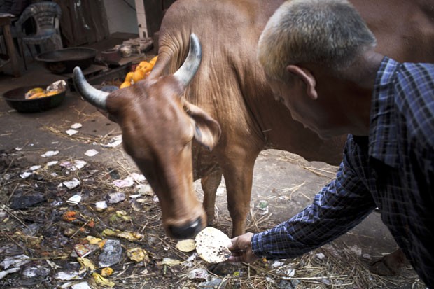 Homem alimenta vaca em Nova Déli. Tradição de animal "sagrado" tem perdido força com o crescimento econômico do país e aumento do consumo de carne (Foto: Enri­co Fabia­n/The New York Times­)