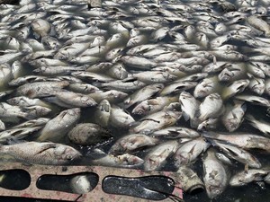 Peixes foram encontrados mortos nesta terça-feira (17) (Foto: Aracelly Romão / TV Grande Rio)