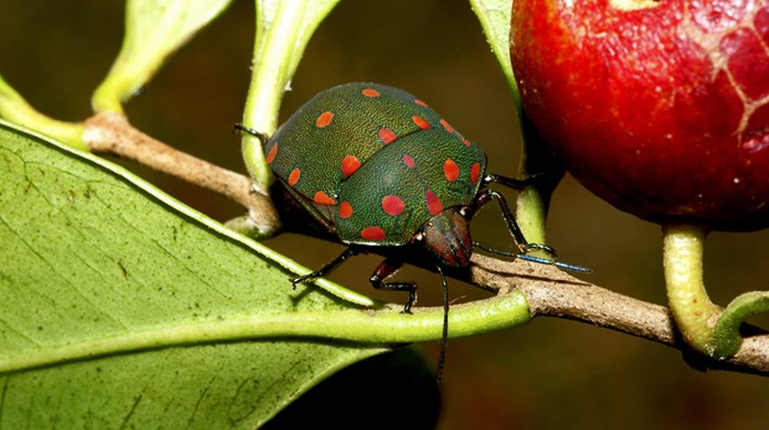 Percevejo Do Pinhao Manso Se Destaca Por Manchas Coloridas Fauna G1