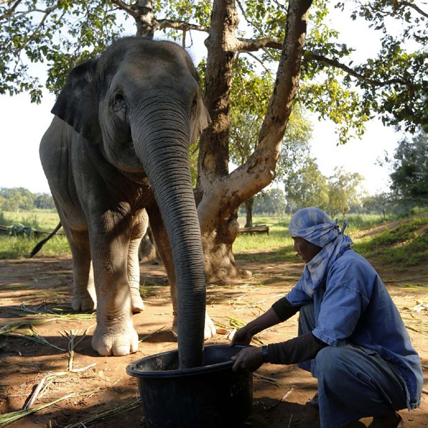 O Black Ivory Coffee, produzido na Tailândia, tem os grãos esmagados por elefantes (Foto: Divulgação)