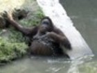Orangotango ameaçado de extinção morre em 'zoo da morte' na Indonésia