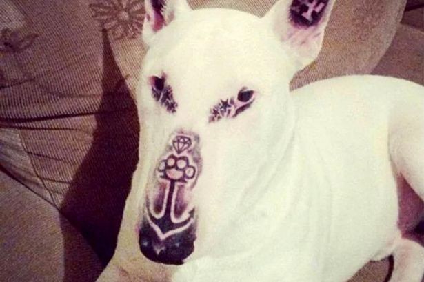 Emerson Damasceno tatuou seu cão da raça Bull Terrier