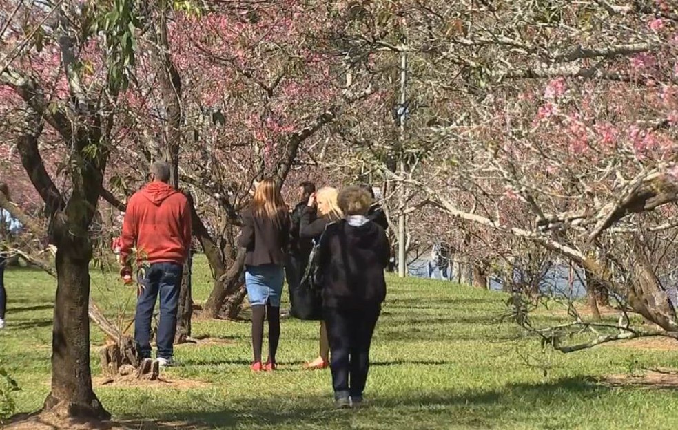 Muita gente passou pelo bosque para conferir as flores e as atrações do Cerejeiras Festival (Foto: Reprodução / TV TEM )