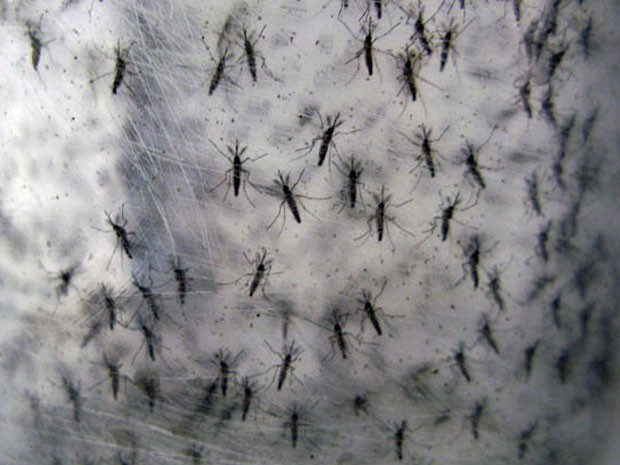 Mosquito Aedes aegypti macho fabricado pela Oxitec, unidade criada em Campinas, interior de São Paulo
