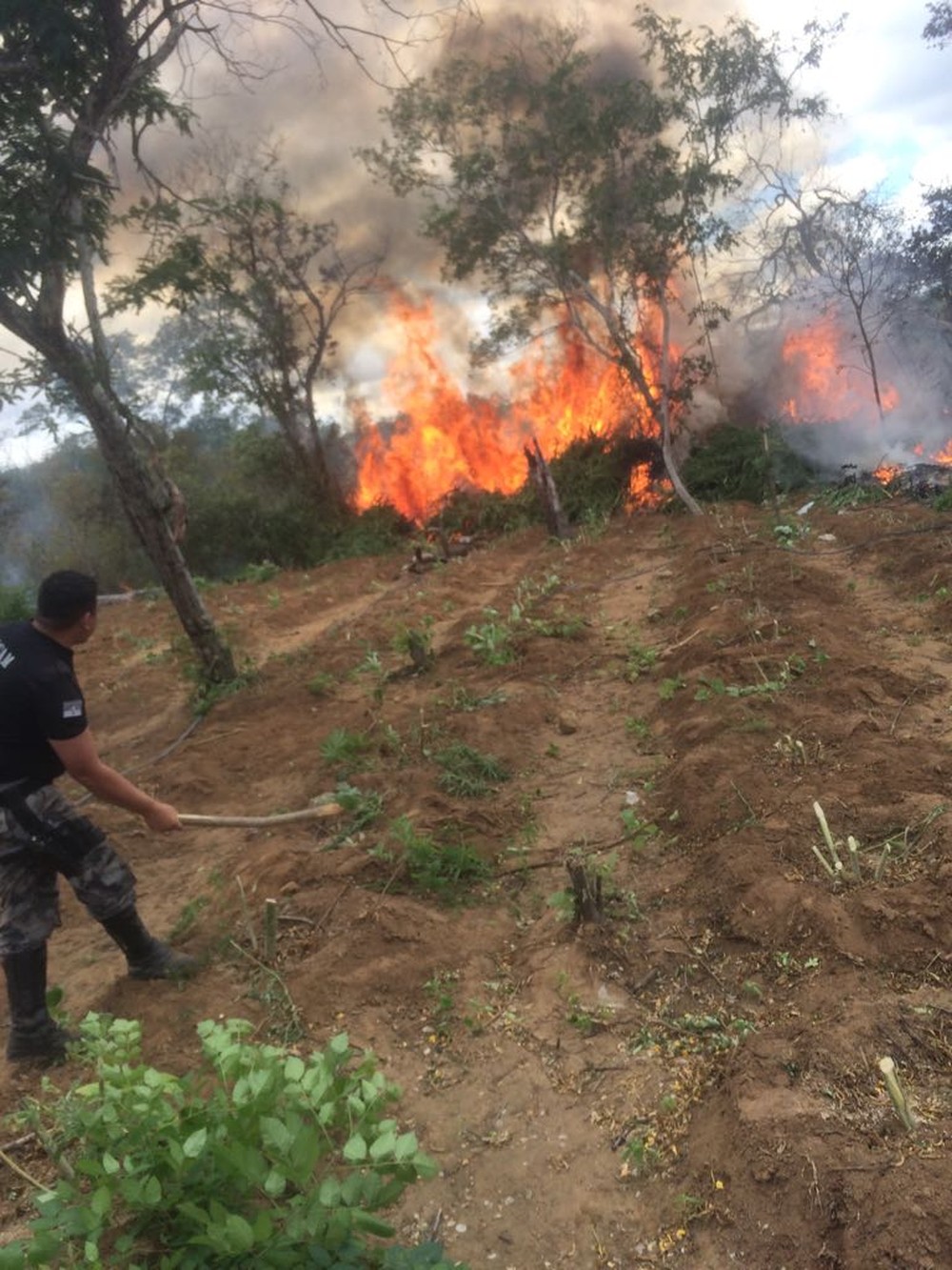 Erradicação de maconha em Santa Filomena (Foto: Divulgação/Polícia Militar)