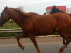 Vídeo flagra cavalos soltos dividindo pista com veículos na GO-060; assista