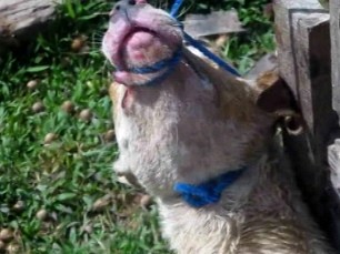 Em uma espécie de curral, cães foram mantidos amarrados. Eles apresentavam ferimentos. (Foto: Reprodução/ Aragonei Bandeira)
