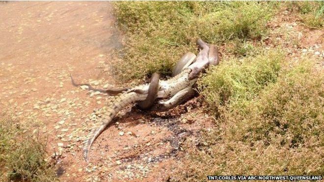 Mesmo após anos estudando as pítons, biólogo americano disse que ainda se surpreende com aa facilidade com que essas cobras podem digerir suas presas (Foto: TNT Corlis Via ABC Northwest Queensland/BBC)