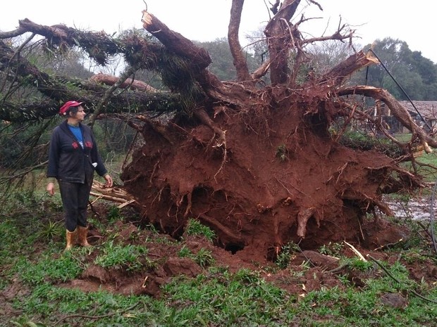 Árvore de cerca de 150 anos foi arrancada pelo vento em Faxinal dos Rosa, em Chapecó (Foto: Luis Lopes/ RBS TV)