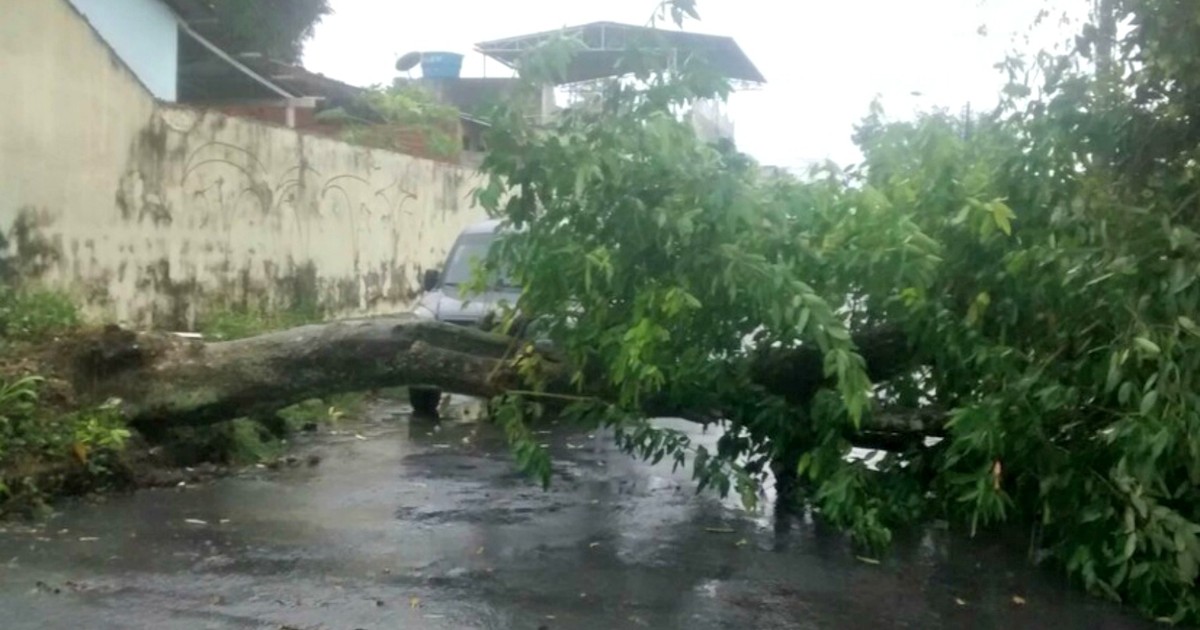 Árvores tombam em vias de Manaus durante chuva e ventania - Globo.com