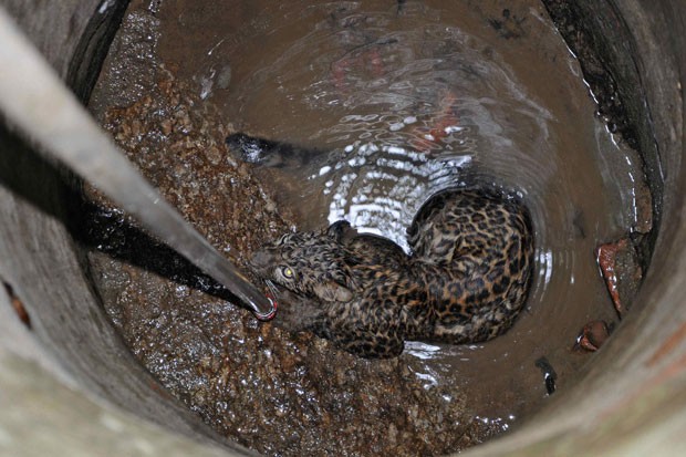 Leopardo foi encontrado preso em um poço  (Foto: Utpal Baruah/Reuters)