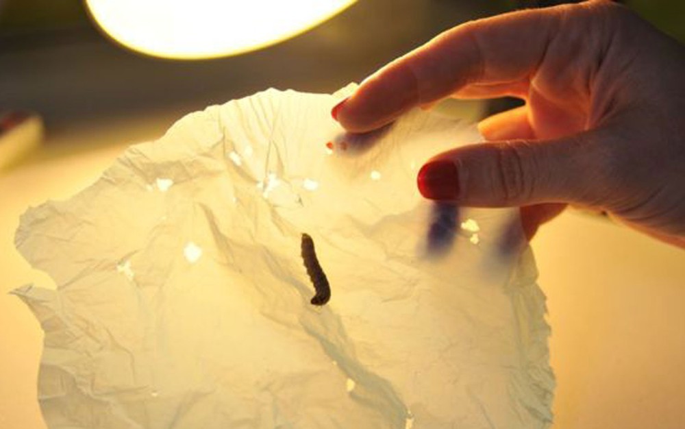 Plástico depois de ser biodegradado por dez lagartas em 30 minutos (Foto: CSIC/Divulgação)