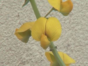 Planta atrai predador natural do Aedes aegypti (Foto: Reprodução/TV TEM)