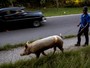 Cubano é flagrado caminhando com porcos na coleira Cubano é flagrado caminhando com porcos na coleira