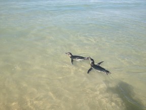 Pinguins apareceram na Barra da Tijuca nesta quinta (5). (Foto: Gustavo Poli/G1)
