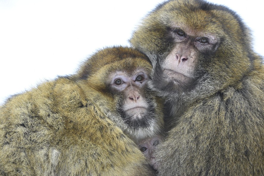 Casal de macacos-de-Gibraltar do parque de Affenberg, na Alemanha, protege filhote de oito meses do rígido frio da região de Salem