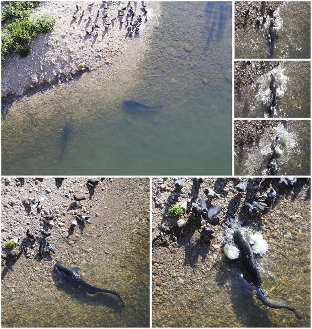 Sequência de imagens mostra captura de pombos por bagres em rio da França (Foto: Divulgação/PLoS ONE)