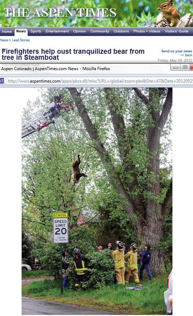 Urso caiu de uma altura de cerca de 10 metros após ser sedado (Foto: Reprodução)