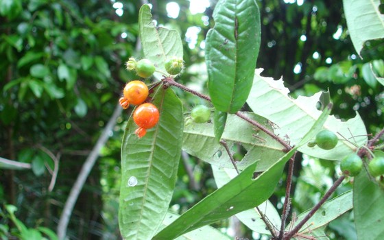 Nova espécie de planta encontrada no Espírito Santo, batizada de Eugenia hispidiflora (Araçá cheiroso) (Foto: Reserva Natural Vale)
