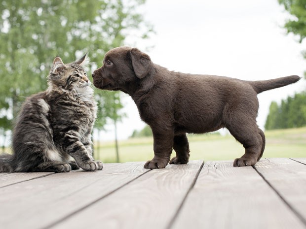 cute cat and dog friendship (Foto: Getty Images/iStockphoto)
