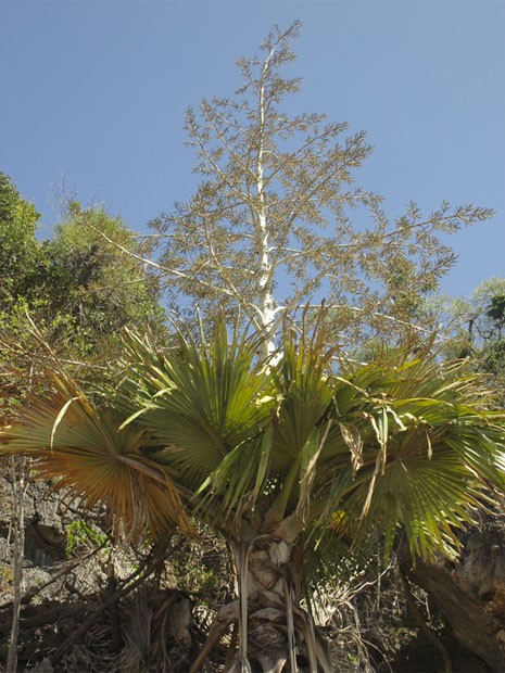 A palmeira tahina (Tahina spectabilis) um das espécies de vegetais de Madagascar que alcançaram o último estágio de ameaça antes do total desaparecimento (Foto: Divulgação/J. Dransfield/RBG Kew/IUCN)