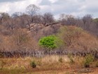 Caatinga é um bioma totalmente brasileiro (Divulgação])