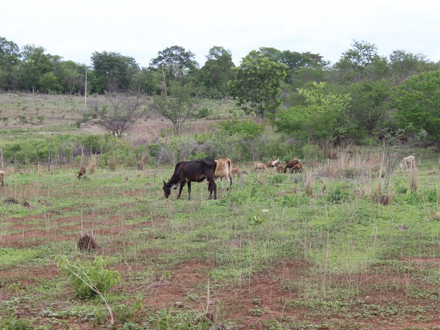 Animais procuram por comida na vegetação recém brotada (Foto: Pedro Santiago/G1)