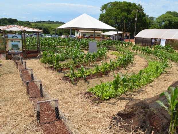 Projeto PAIS utiliza a irrigação por gotejamento e economiza metade da água que seria gasta com a produção no sistema convencional, segundo o produtor (Foto: Anderson Viegas/Do Agrodebate)