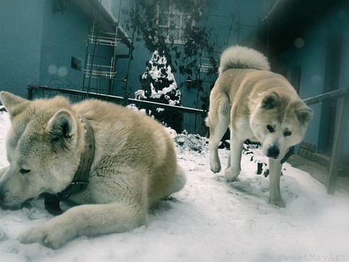 screenshot de Papel de Parede: Akita
