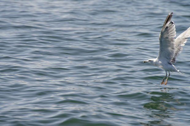 Mais de 150 espécies de aves podem ser vista na ilha francesa (Foto: Alexandre Dollque/Creative Commons)