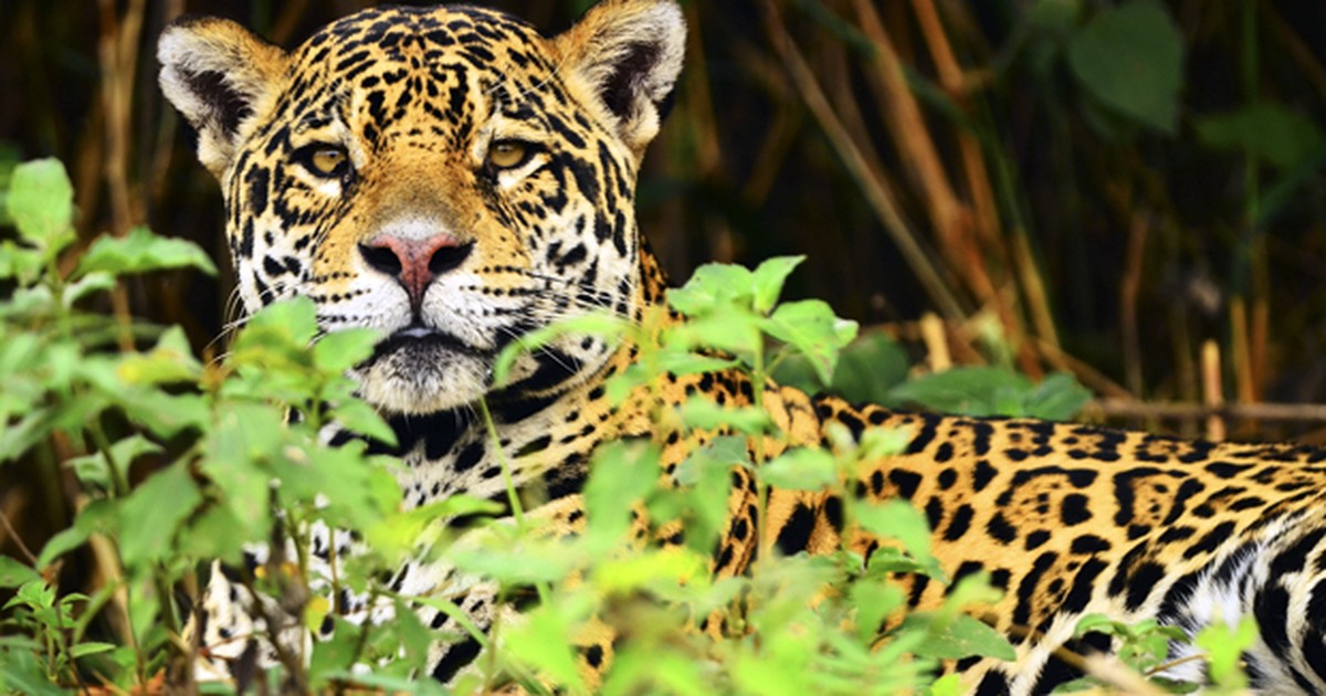 G1 Onça pintada notícias em Fauna