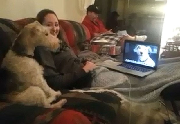 Vídeomostra o encontro de dois cães pelo Skype (Foto: Reprodução)