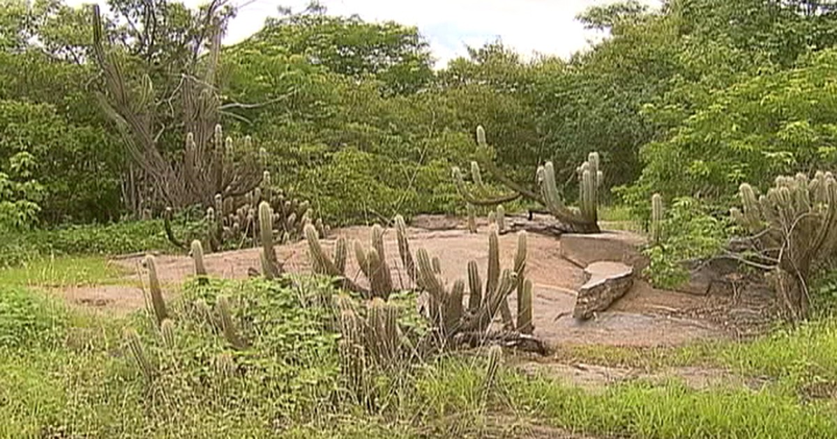 Natureza Caatinga Ocupa 10 Do Território E é único Bioma Exclusivamente Brasileiro 4457