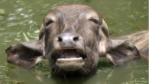 Búfalo nada em rio no sul da Índia (Foto: Wikimedia)