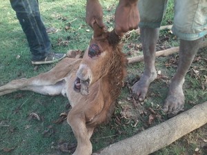 Animal morreu após o nascimento (Foto: Comunidade Cabeça D'onça/Divulgação)