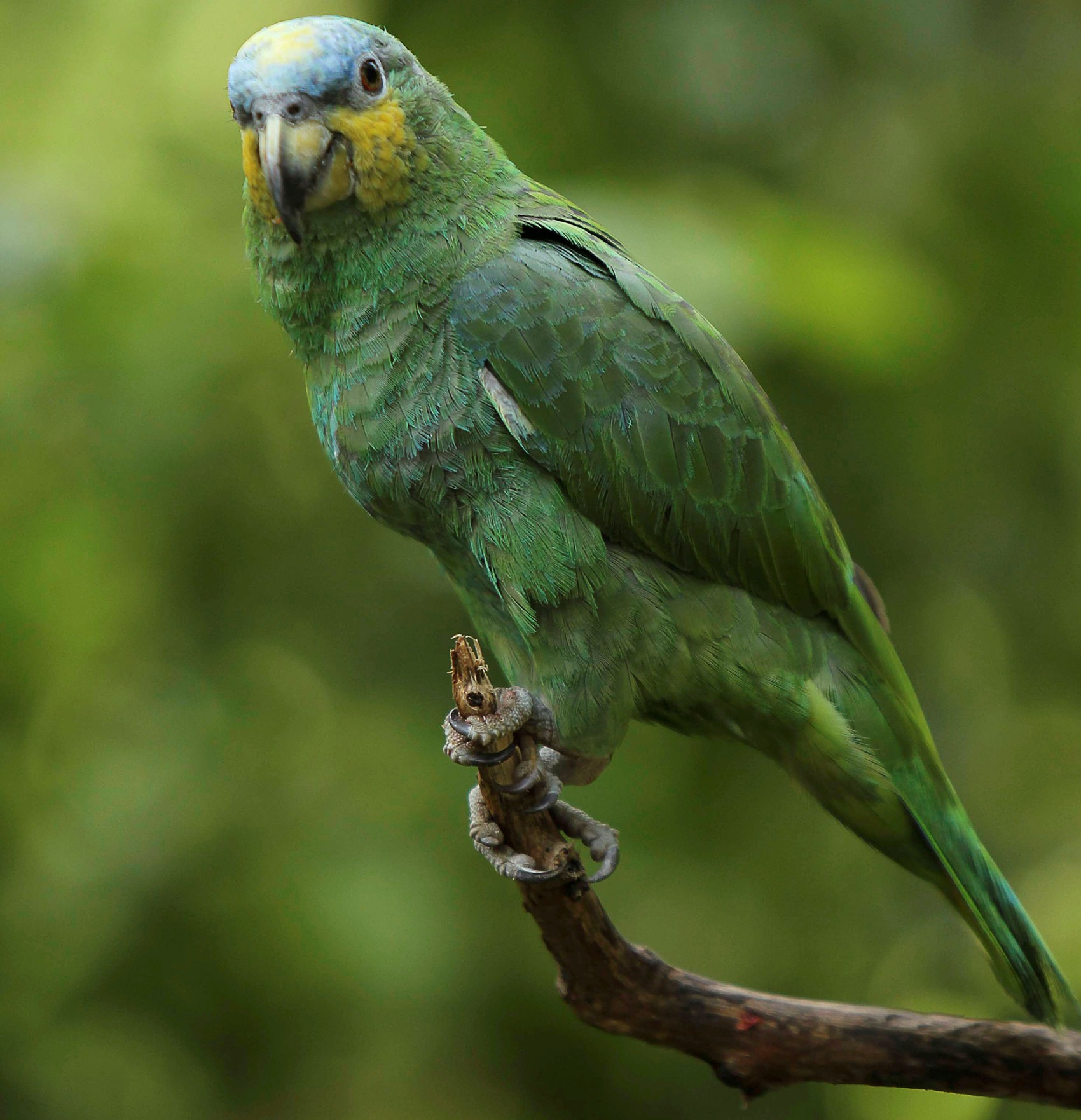   Papagaio-verde é visto em parque ecológico, em foto de 8 de outubro (Foto: Reuters/Guillermo Granja)